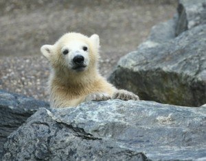 Der Eisbaer Knut wurde zum Medienstar