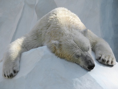 Ein schlafender Eisbär liegt auf einem kleinen Eisberg.