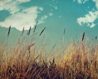 Gräser im Wind mit blauem Himmel