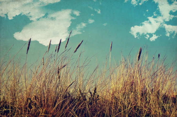 Gräser im Wind mit blauem Himmel