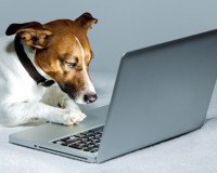 Hund-vor-dem-Laptop