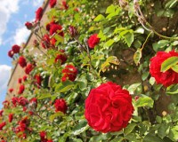 Die Telenova Rote Rosen erfreut sich bundesweiter Beliebtheit