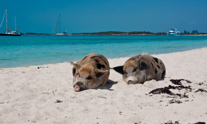 Schweine ruhen sich am Strand aus