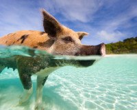 Schwimmendes Schwein am Strand