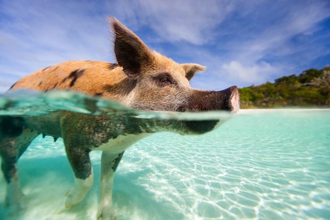 Schwimmendes Schwein am Strand