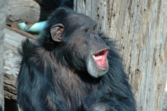 Singender Schimpanse