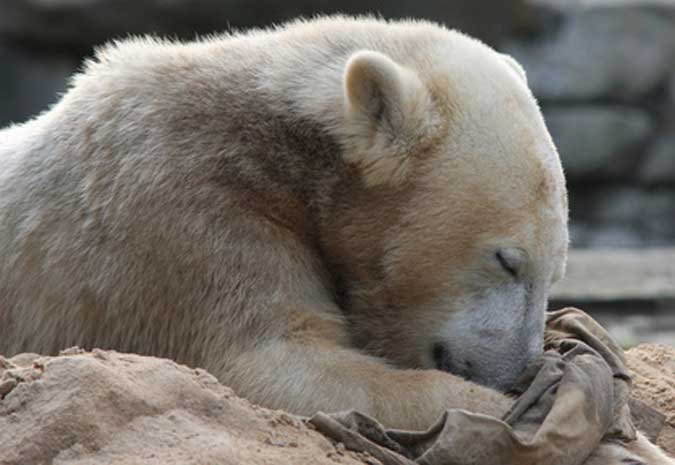 Knut-Fanclub macht zum ersten Todestag mobil